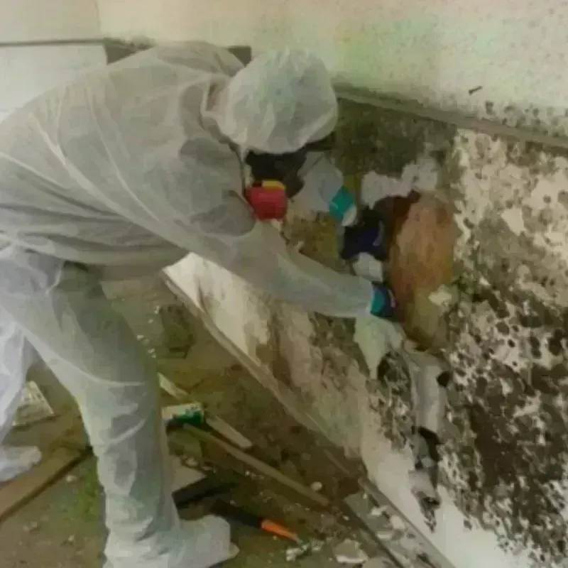 Mold Remediation and Removal in Ottawa, KS